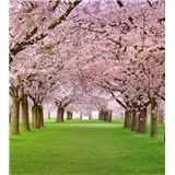 Vliesové fototapety třešňový sad rozměr 225 cm x 250 cm - POSLEDNÍ KUSY