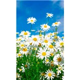 Vliesové fototapety kopretiny rozměr 150 cm x 250 cm - POSLEDNÍ KUSY