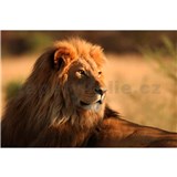 Vliesové fototapety lev rozměr 375 cm x 250 cm - POSLEDNÍ KUSY