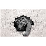 Vliesové fototapety bílý tygr a 3D zeď rozměr 368 cm x 254 cm - POSLEDNÍ KUSY