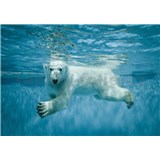 Vliesové fototapety lední medvěd ve vodě rozměr 368 cm x 254 cm