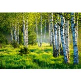 Vliesové fototapety březový les rozměr 368 cm x 254 cm