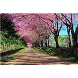 Vliesové fototapety rozkvetlá alej rozměr 375 cm x 250 cm - POSLEDNÍ KUSY