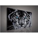 Obraz na plátně tygr tyrkysové oči 75 x 100 cm