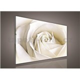Obraz na plátně bílá růže 75 x 100 cm