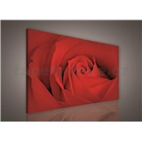 Obraz na plátně červená růže 100 x 75 cm