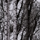 Statická fólie transparentní Wood - 67,5 cm x 15 m