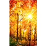 Vliesové fototapety prosluněný les rozměr 150 cm x 250 cm - POSLEDNÍ KUSY