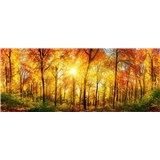 Vliesové fototapety prosluněný les rozměr 375 cm x 150 cm - POSLEDNÍ KUSY