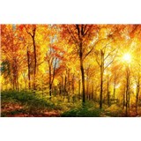 Vliesové fototapety prosluněný les rozměr 375 cm x 250 cm - POSLEDNÍ KUSY