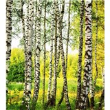 Vliesové fototapety březový les rozměr 225 cm x 250 cm