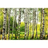 Vliesové fototapety březový les rozměr 375 cm x 250 cm