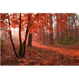 Vliesové fototapety mlhový les rozměr 375 cm x 250 cm - POSLEDNÍ KUSY