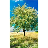 Vliesové fototapety rozkvetlý strom rozměr 150 cm x 250 cm