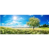 Vliesové fototapety rozkvetlý strom rozměr 375 cm x 150 cm - POSLEDNÍ KUSY
