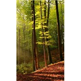 Vliesové fototapety les rozměr 150 cm x 250 cm