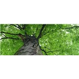 Vliesové fototapety koruny stromů rozměr 375 cm x 150 cm
