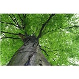 Vliesové fototapety koruny stromů rozměr 375 cm x 250 cm