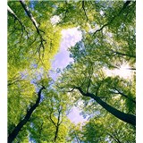 Vliesové fototapety stromy rozměr 225 cm x 250 cm