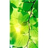 Vliesové fototapety zelené listy rozměr 150 cm x 250 cm - POSLEDNÍ KUSY