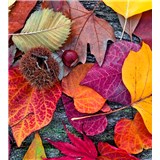 Vliesové fototapety barevné listí rozměr 225 cm x 250 cm