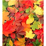 Vliesové fototapety barevný podzim rozměr 225 cm x 250 cm
