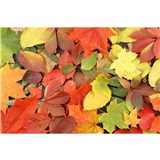Vliesové fototapety barevný podzim rozměr 375 cm x 250 cm