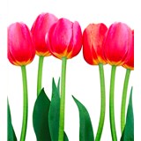 Vliesové fototapety tulipány rozměr 225 cm x 250 cm