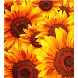 Vliesové fototapety květy slunečnic rozměr 225 cm x 250 cm