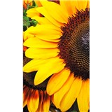 Vliesové fototapety slunečnice rozměr 150 cm x 250 cm
