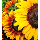 Vliesové fototapety slunečnice rozměr 225 cm x 250 cm - POSLEDNÍ KUSY