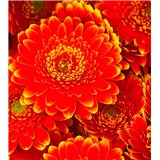 Vliesové fototapety gerbera rozměr 225 cm x 250 cm