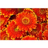 Vliesové fototapety gerbera rozměr 375 cm x 250 cm