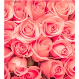 Vliesové fototapety růže rozměr 225 cm x 250 cm
