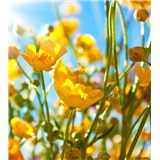 Vliesové fototapety žluté květy rozměr 225 cm x 250 cm - POSLEDNÍ KUSY