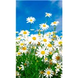 Vliesové fototapety kopretiny rozměr 150 cm x 250 cm - POSLEDNÍ KUSY