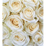 Vliesové fototapety bílé růže rozměr 225 cm x 250 cm - POSLEDNÍ KUSY