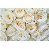 Vliesové fototapety bílé růže rozměr 375 cm x 250 cm