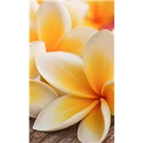 Vliesové fototapety plumeria rozměr 150 cm x 250 cm