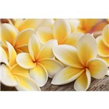 Vliesové fototapety plumeria rozměr 375 cm x 250 cm
