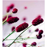 Vliesové fototapety květiny fialové rozměr 225 cm x 250 cm