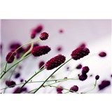 Vliesové fototapety květiny fialové rozměr 375 cm x 250 cm