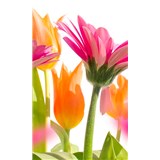Vliesové fototapety jarní květy rozměr 150 cm x 250 cm