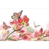 Vliesové fototapety orchidej s motýly rozměr 375 cm x 250 cm