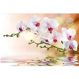 Vliesové fototapety bílá orchidej rozměr 375 cm x 250 cm - POSLEDNÍ KUSY
