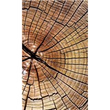 Vliesové fototapety letokruhy kmene rozměr 150 cm x 250 cm