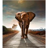 Vliesové fototapety slon rozměr 225 cm x 250 cm - POSLEDNÍ KUSY