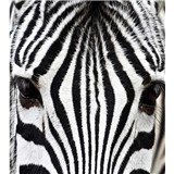 Vliesové fototapety zebra rozměr 225 cm x 250 cm