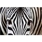 Vliesové fototapety zebra rozměr 375 cm x 250 cm