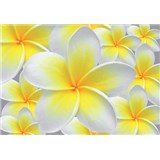 Vliesové fototapety žluté květy Plumeria rozměr 312 cm x 219 cm